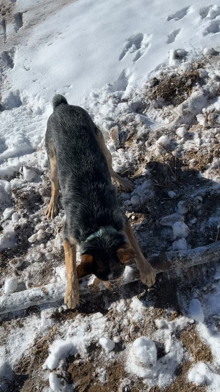 Sea Glass Pastel Jewelry Set (Necklace + Mini Dangle Earrings)